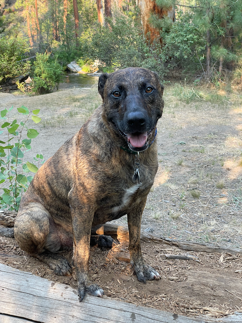 A photo of Chester, after he'd gone swimming in a local stream